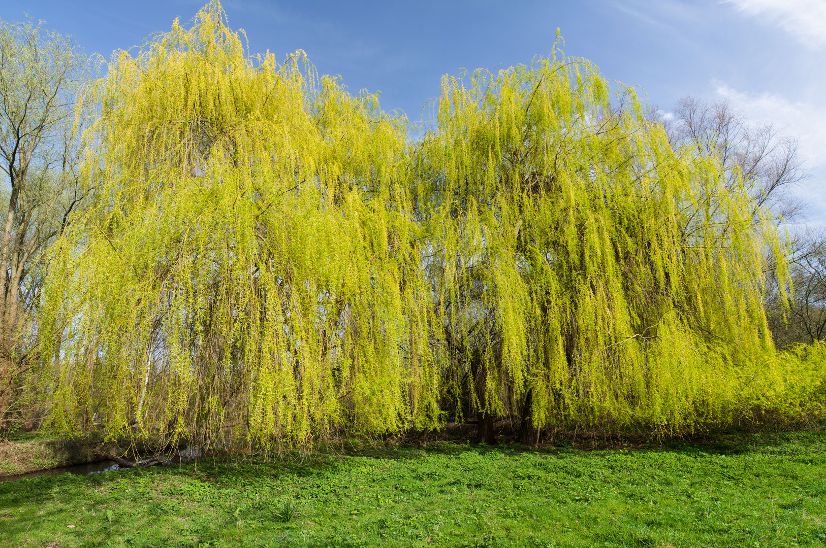 Frühlingserwachen