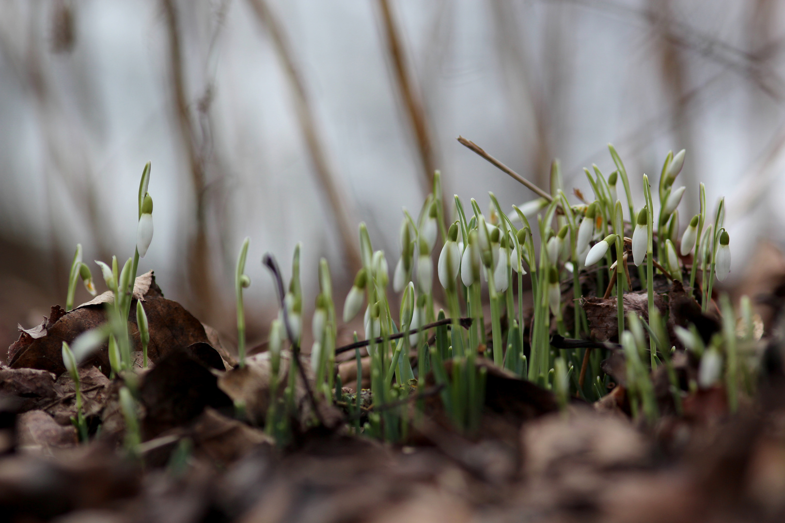 Frühlingserwachen