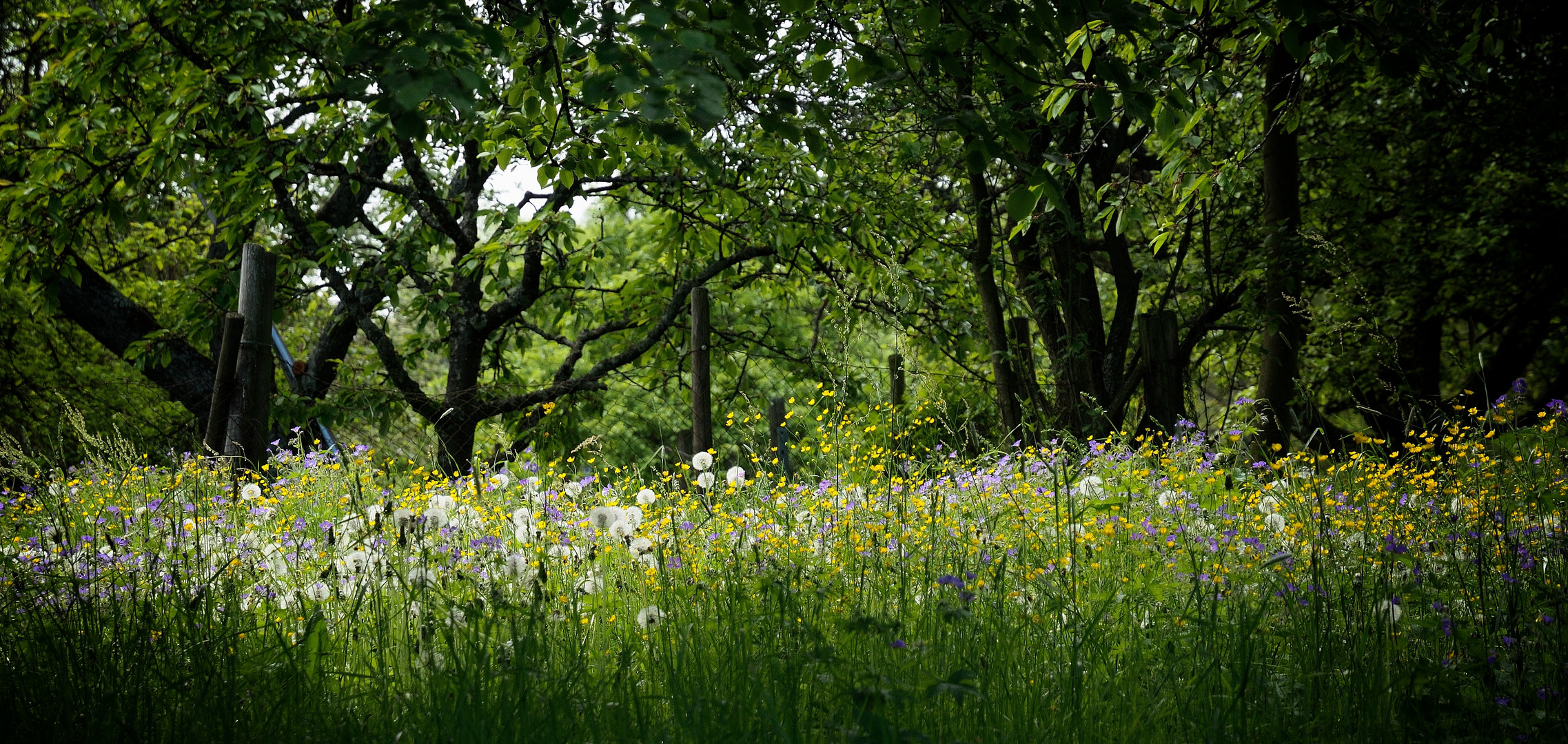 Frühlingserwachen