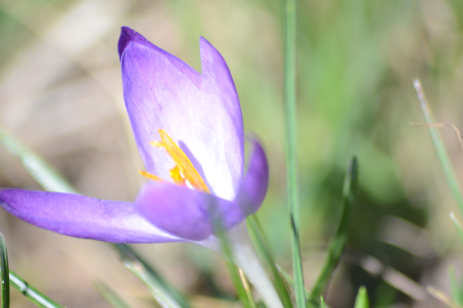 Frühlingserwachen