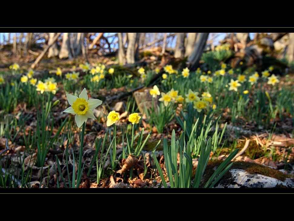 Frühlingserwachen