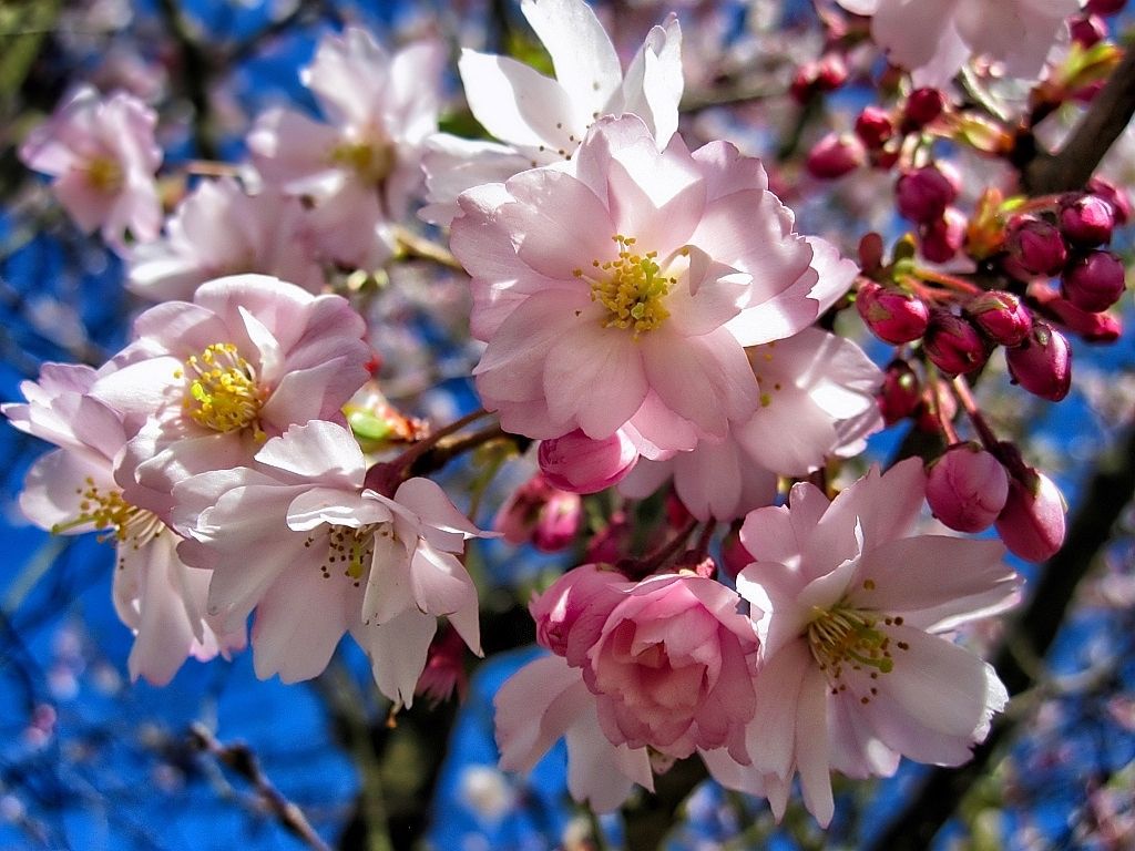 Frühlingserwachen