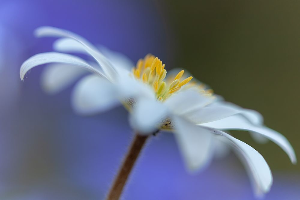 Frühlingserwachen