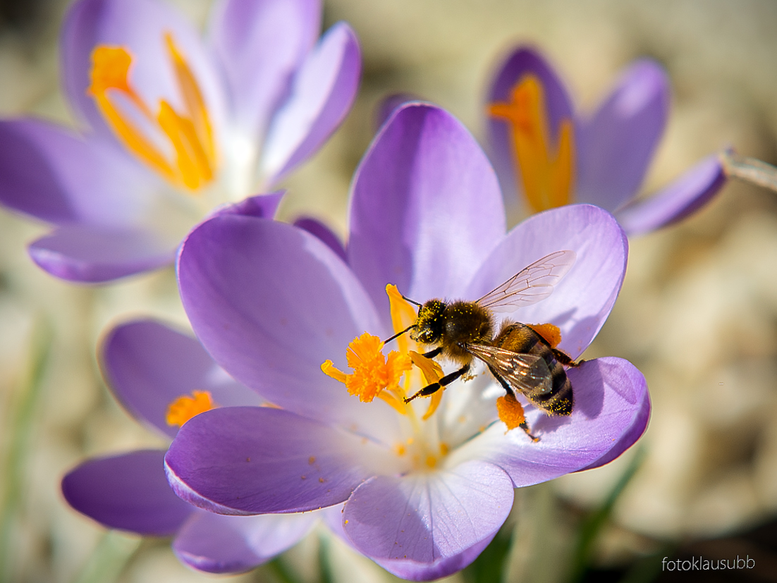 Frühlingserwachen