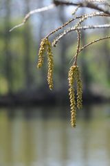 Frühlingserwachen