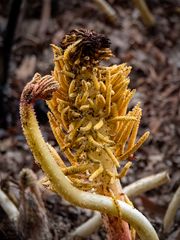 frühlingserwachen...