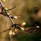 Frühlingserwachen