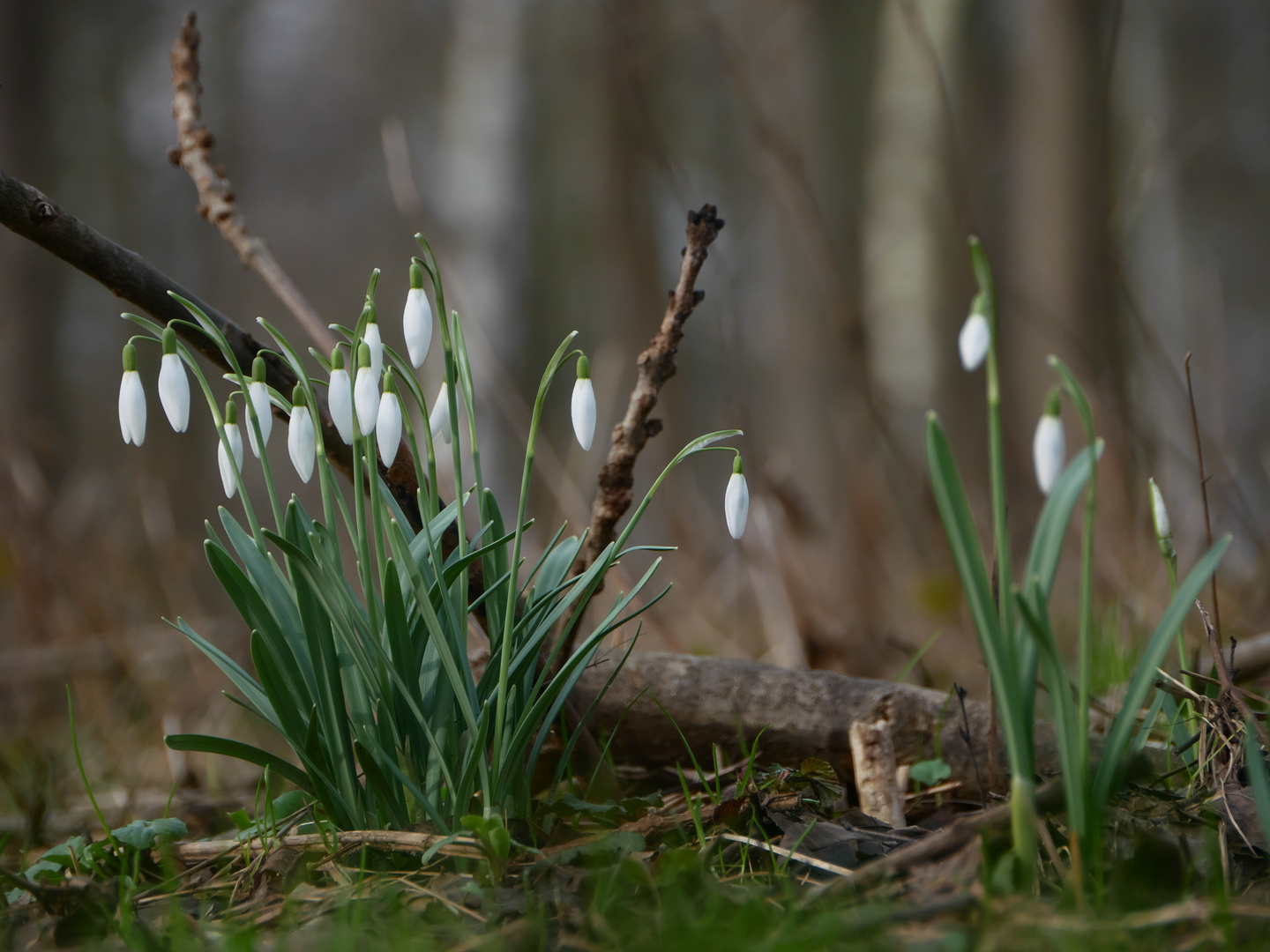 Frühlingserwachen ...