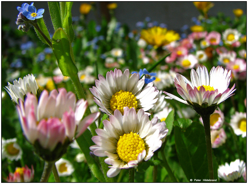 Frühlingserwachen