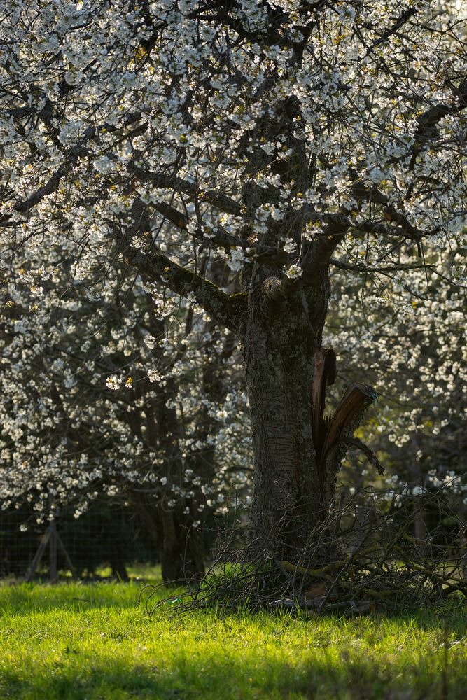 Frühlingserwachen