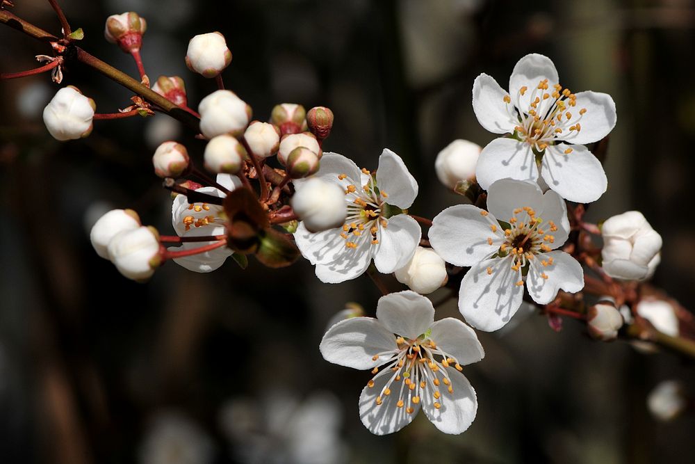 Frühlingserwachen