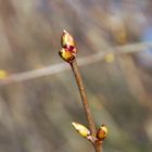 Frühlingserwachen aller Orten