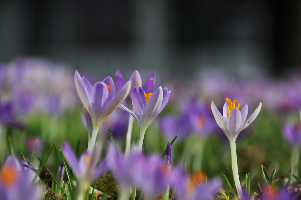 Frühlingserwachen am 18.02.2024