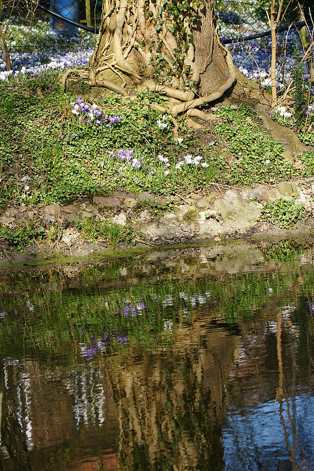 Frühlingserwachen am Bach im Park