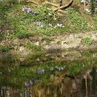 Frühlingserwachen am Bach im Park