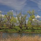 Frühlingserwachen am Fluss