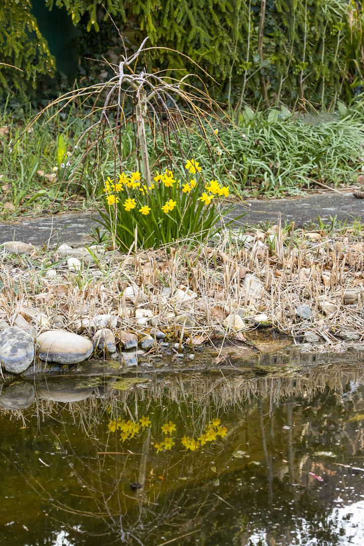 Frühlingserwachen am Gartenteich