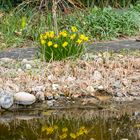 Frühlingserwachen am Gartenteich