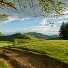 Frühlingserwachen am Kaiserstuhl