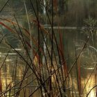 Frühlingserwachen am kleinen Weiher.