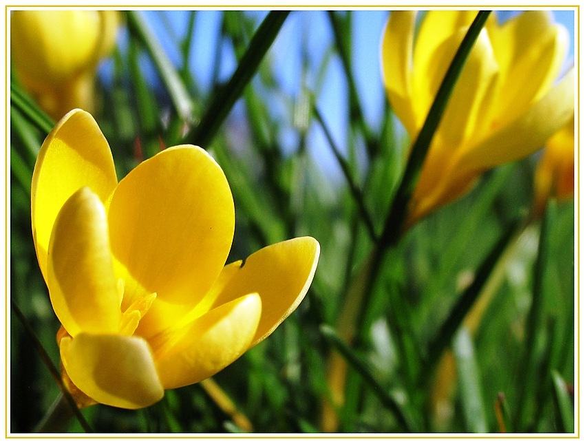 Frühlingserwachen am Niederrhein - 1