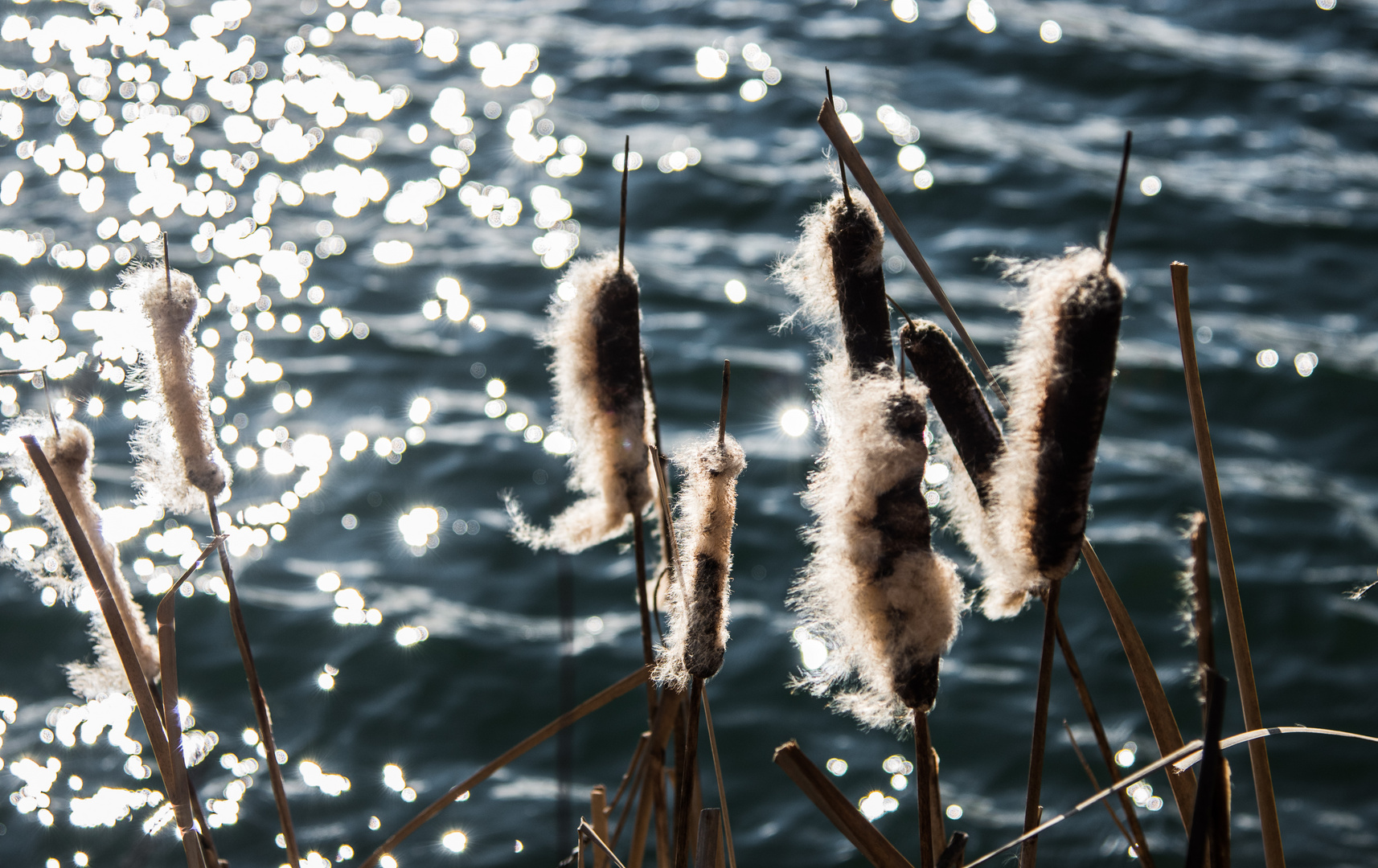 Frühlingserwachen am Riedsee