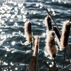 Frühlingserwachen am Riedsee