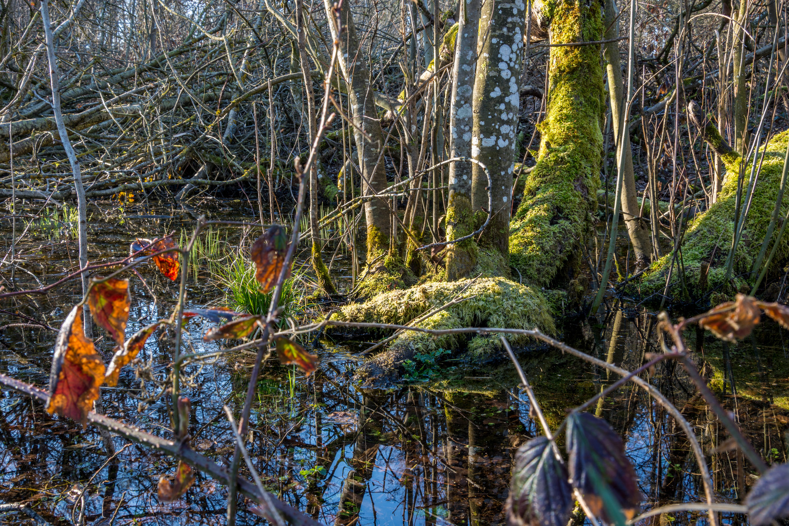 Frühlingserwachen am Rößlerweiher