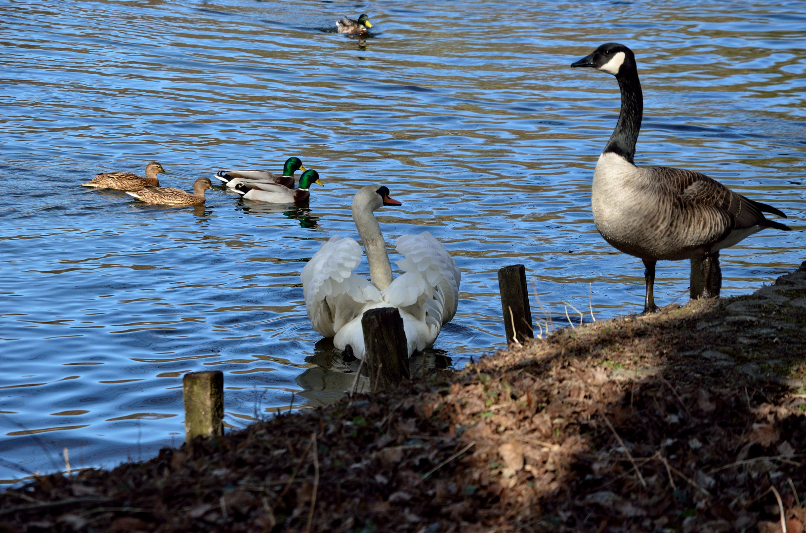 Frühlingserwachen am Schlossteich