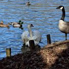 Frühlingserwachen am Schlossteich