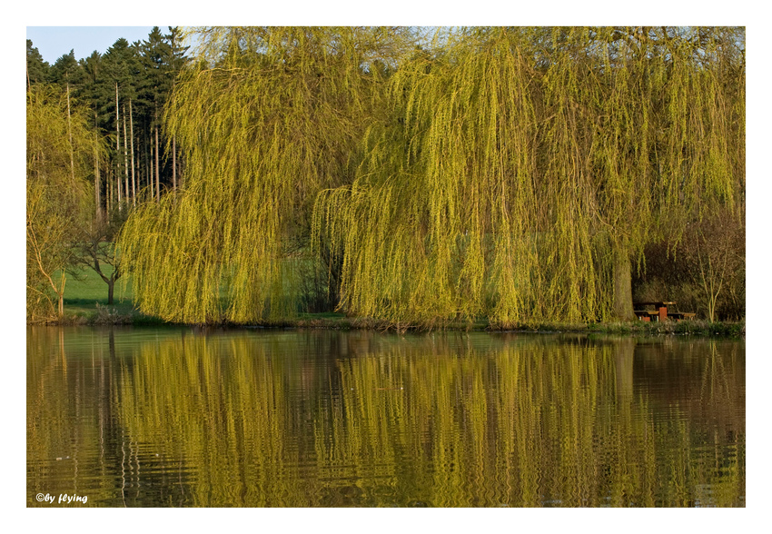 Frühlingserwachen am See