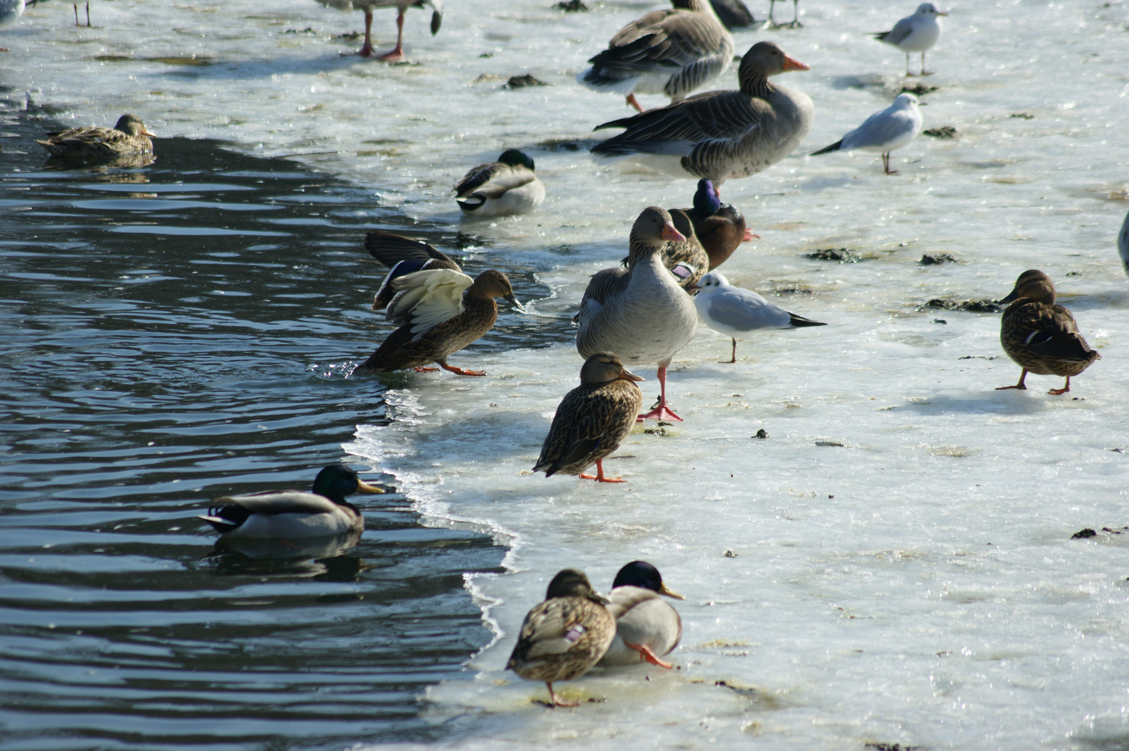 Frühlingserwachen am See