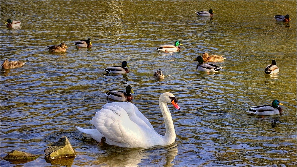 ~~Frühlingserwachen am Teich~~