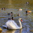 ~~Frühlingserwachen am Teich~~