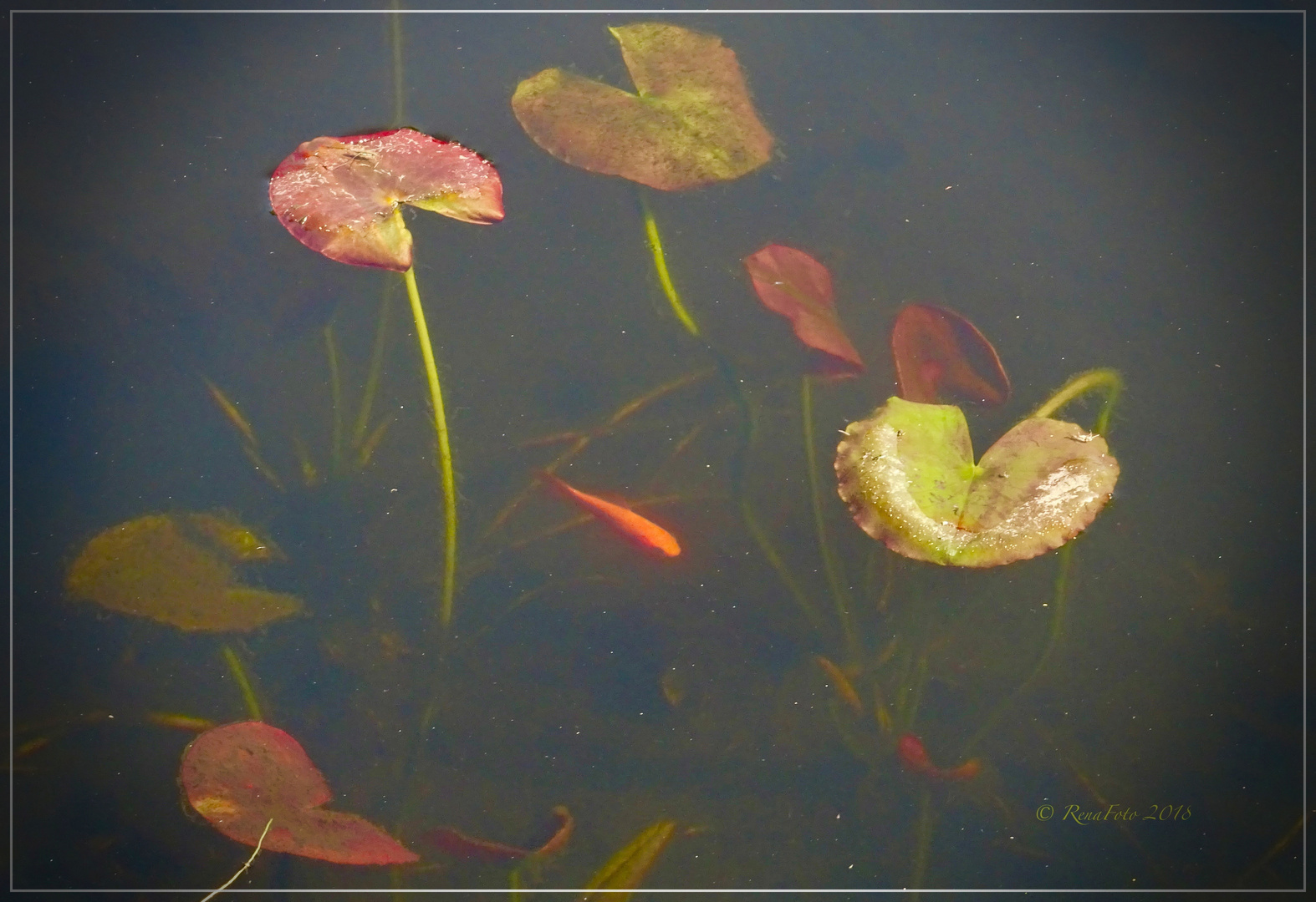 Frühlingserwachen am Teich