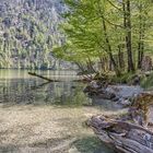 Frühlingserwachen am Uferpfad