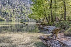 Frühlingserwachen am Uferpfad