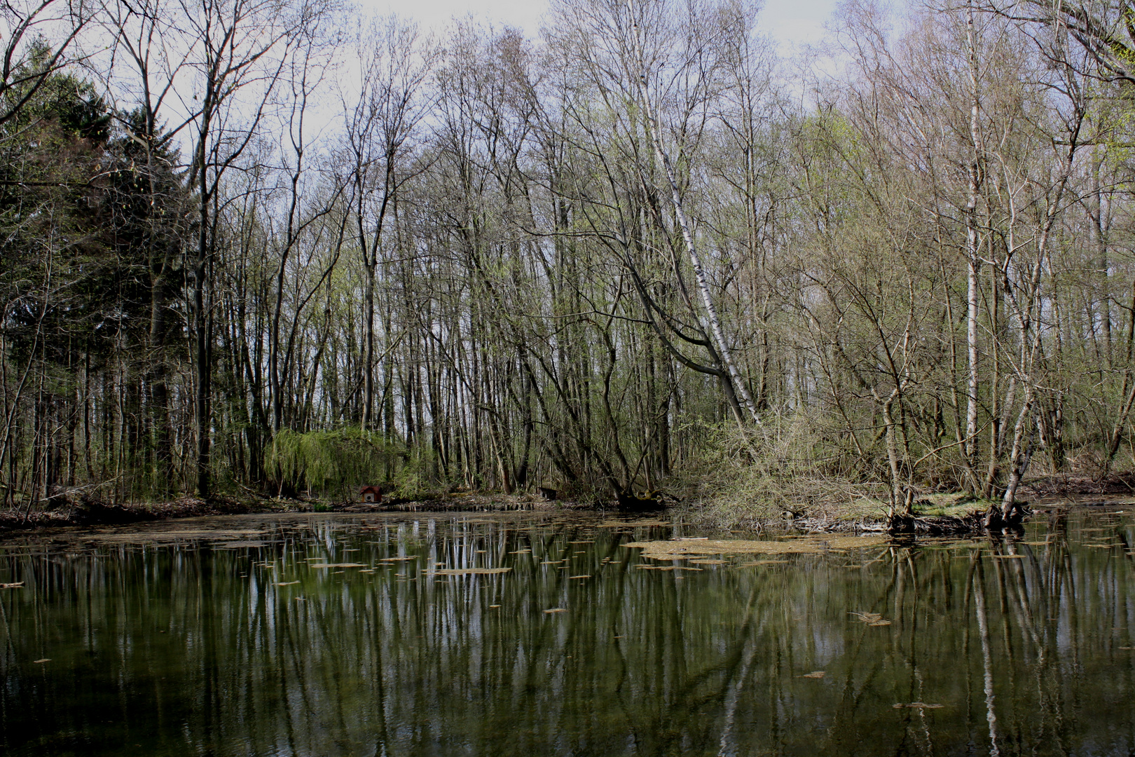 Frühlingserwachen am Vilgensee