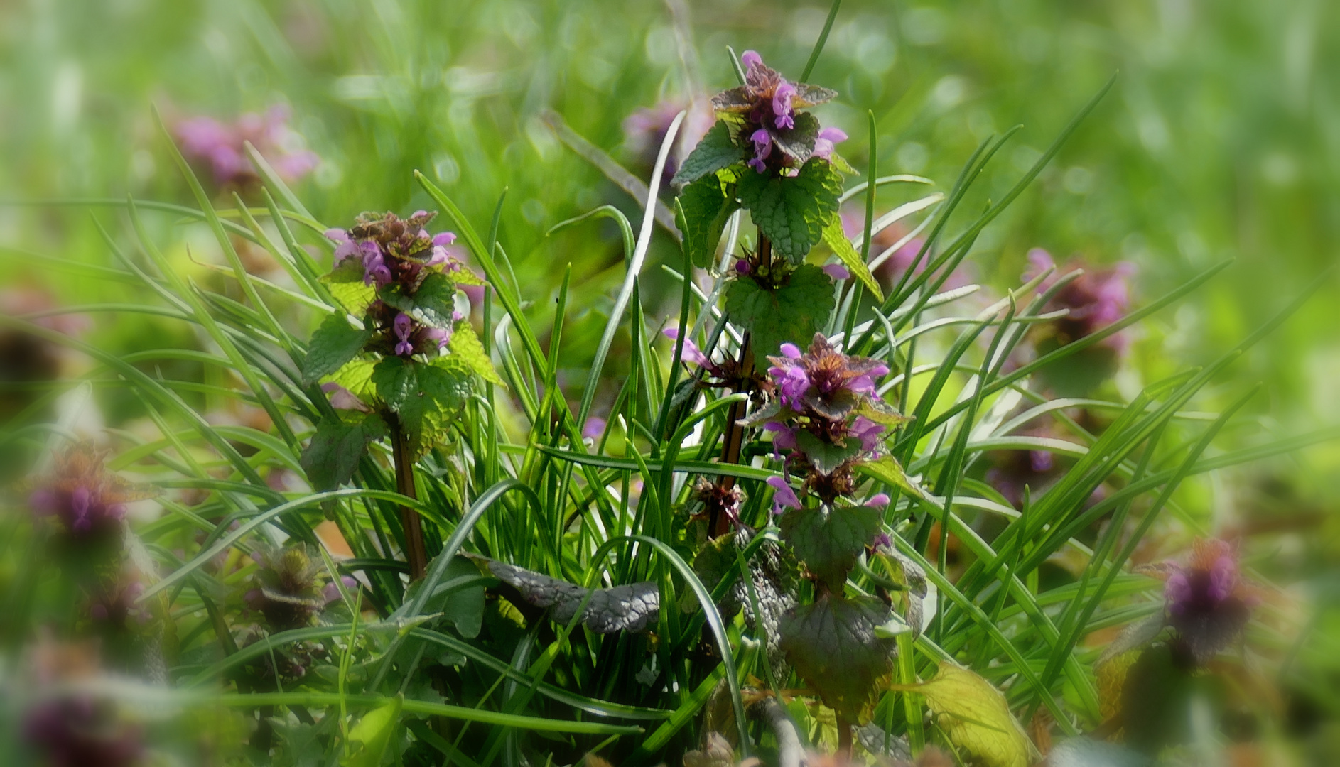 Frühlingserwachen am Waldrand