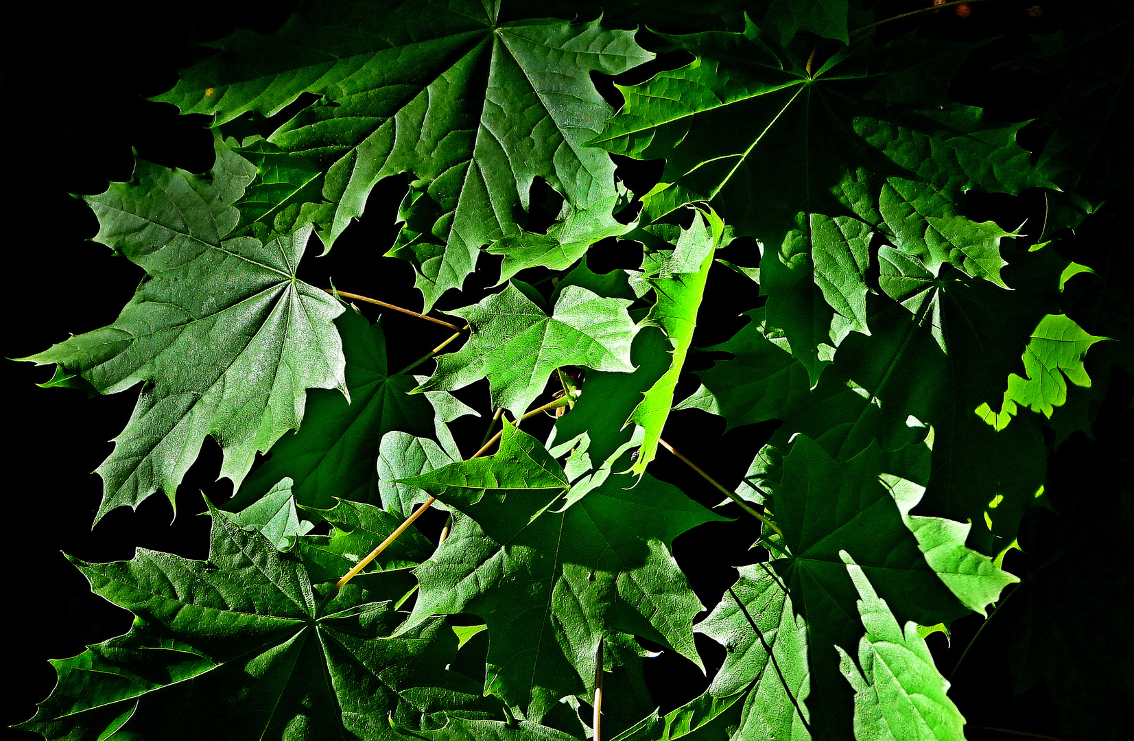 Frühlingserwachen am Wilhelminenberg