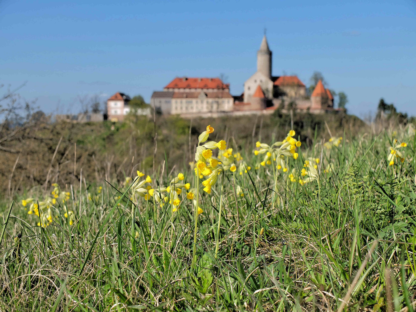 Frühlingserwachen an der Leuchtenburg