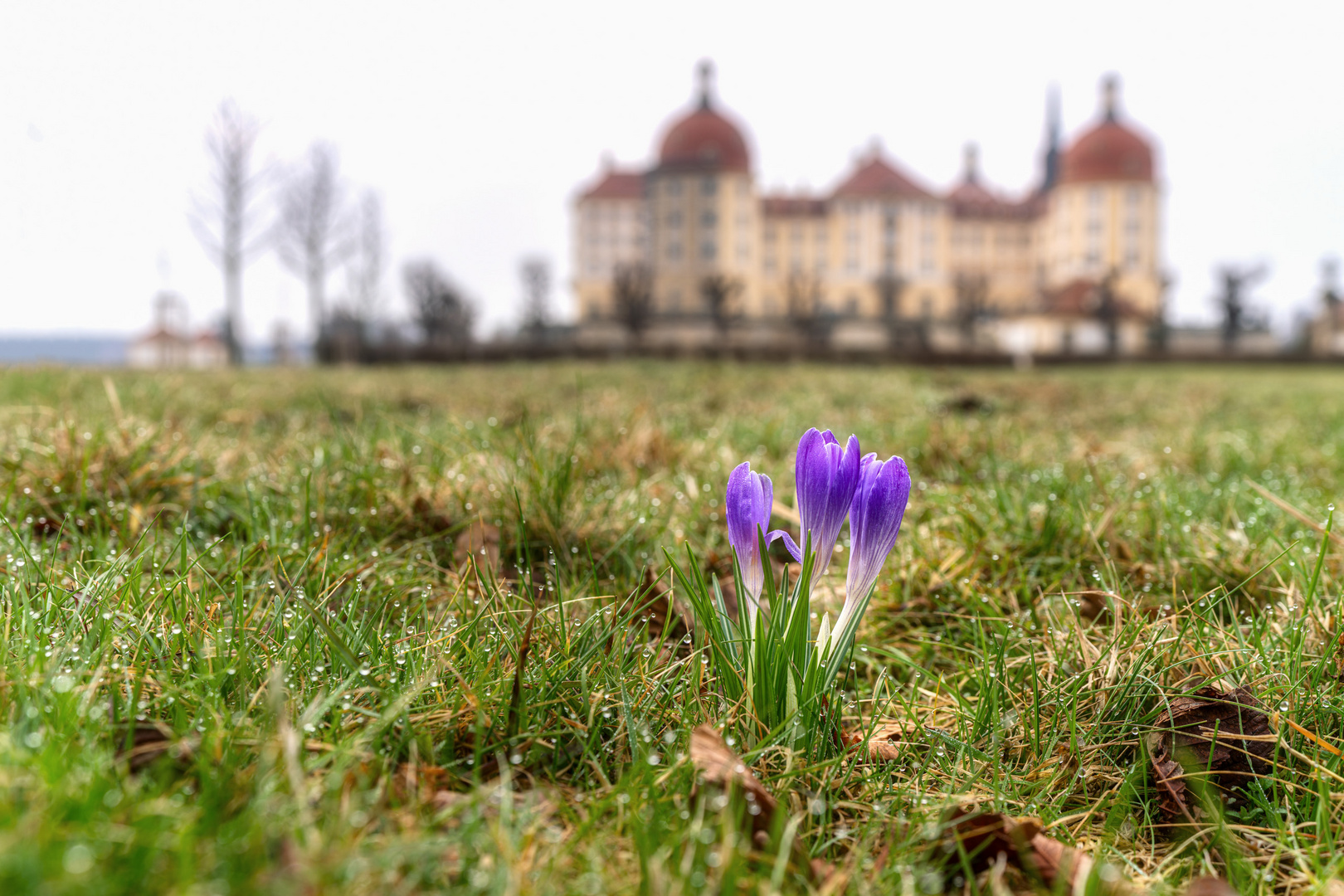 Frühlingserwachen an der Moritzburg