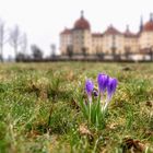 Frühlingserwachen an der Moritzburg