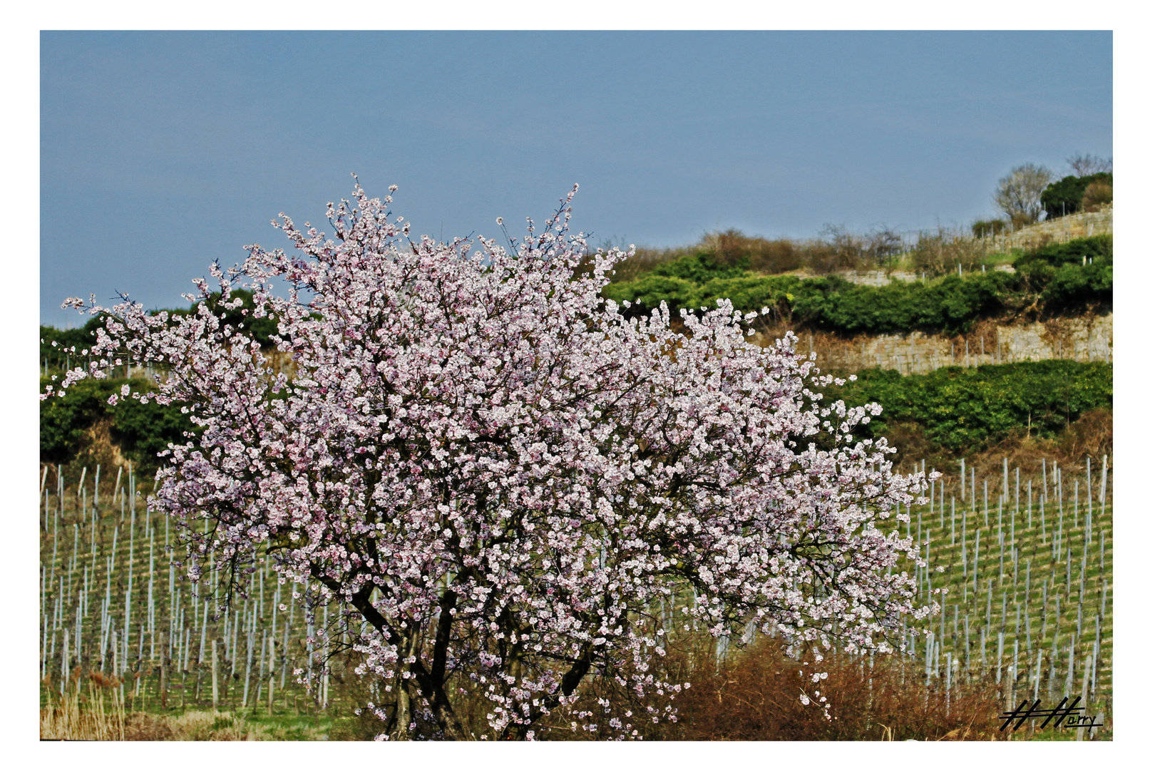 Frühlingserwachen an der Weinstraße