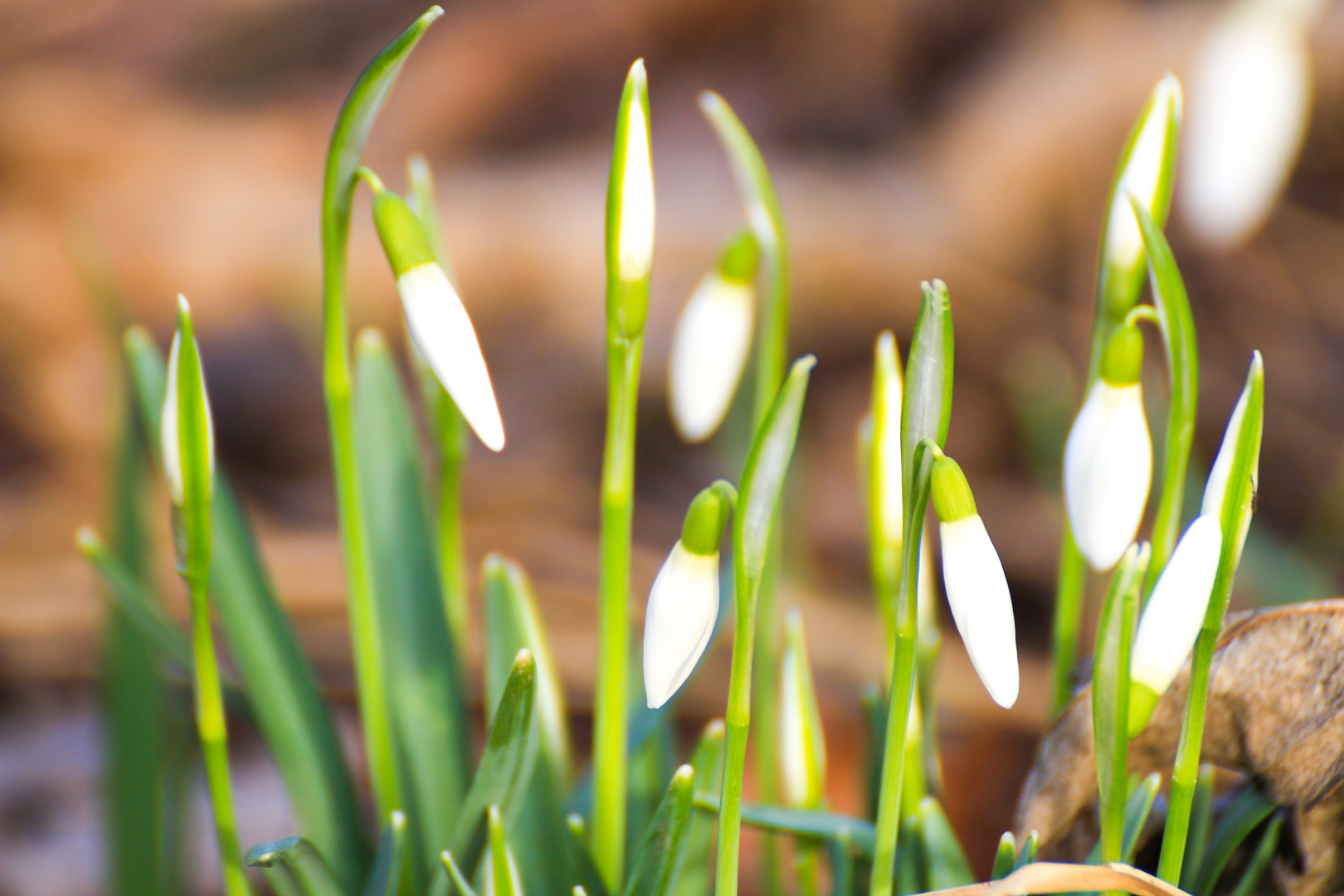 Frühlingserwachen anfang Februar ?!