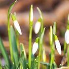 Frühlingserwachen anfang Februar ?!