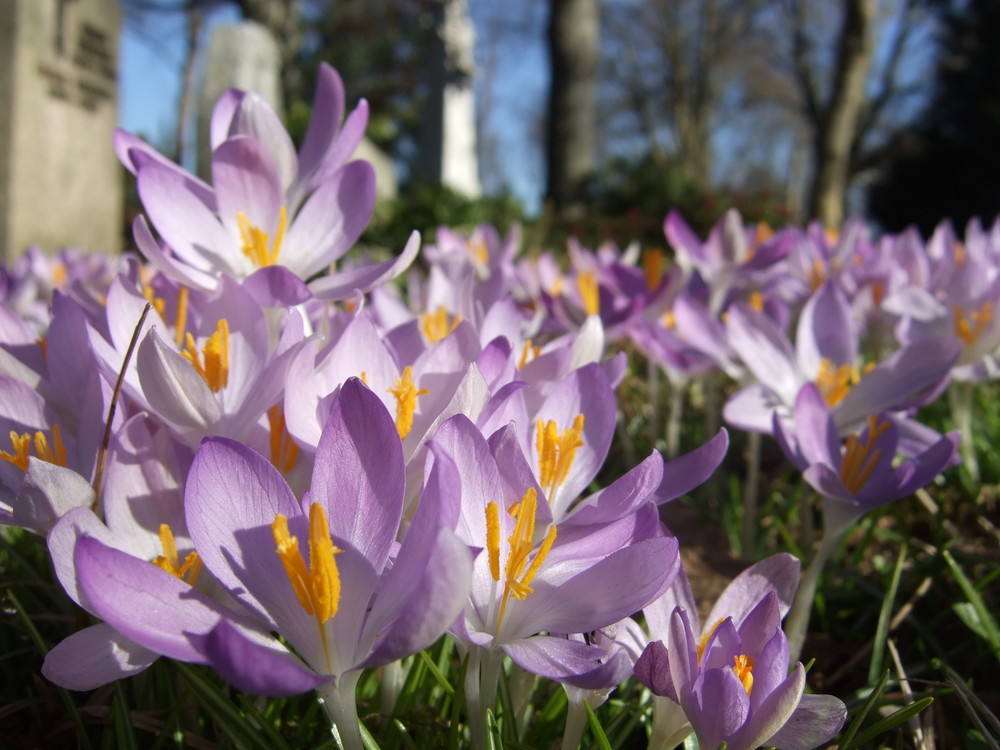 Frühlingserwachen auf dem Friedhof