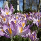 Frühlingserwachen auf dem Friedhof