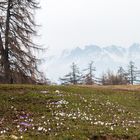 Frühlingserwachen auf dem Tschögglberg