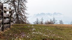 Frühlingserwachen auf dem Tschögglberg